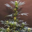 cannabis-seeds-by-dampkring 1