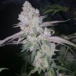 exodus-valley-regular-cannabis-seed-true-canna-genetics