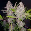 exodus-valley-regular-cannabis-seed-true-canna-genetics