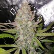 exodus-valley-regular-cannabis-seed-true-canna-genetics