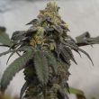 french_cookies