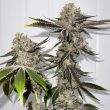 Sour OG Regular Cannabis Seeds by Fidel's Seed Co