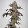 fidels-sour-runtz-regular-cannabis-seeds