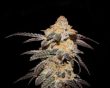 french_cookies
