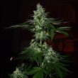 frosted-madness-weed-seed-grateful-seeds