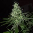 frosted-madness-weed-seed-grateful-seeds