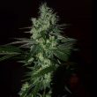 frosted-madness-weed-seed-grateful-seeds