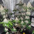 frozen-rose-weed-conscious-genetics