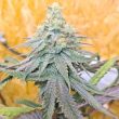 frozen-rose-weed-conscious-genetics