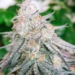 frozen-rose-weed-conscious-genetics