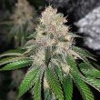 Frozen Rosé Female Weed Seeds by Conscious Genetics