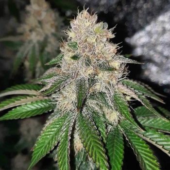 Frozen Rosé Female Weed Seeds by Conscious Genetics