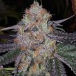 fruit-dropss-weed-seeds-the-plug-seedbank