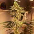 gak-doe-cannabis-seed-hella-seed-co