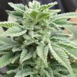 cali-connection-gelato-al-limone-cannabis-seeds