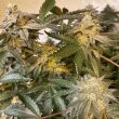 gemelo-regular-weed-seeds-fidels-seeds-co