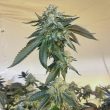 gemelo-regular-weed-seeds-fidels-seeds-co
