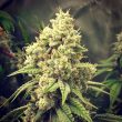 gg-strains-wedding-mints