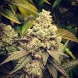 gg-strains-wedding-mints