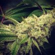 gg-strains-wedding-mints