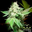 3-gg4