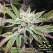 3-gg4