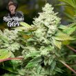 3-gg4