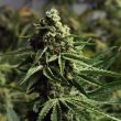ghost-train-haze-female-weed-seed-rare-dankness