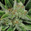 Ghost Train Haze #1 Regular Cannabis Seeds by Rare Dankness