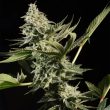 glowstarz-female-cannabis-seed-paradise-seeds_1