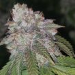 gmo-rainbowz-cannabis-seeds-feminized-pheno-finder-seeds
