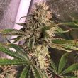 gmp-weed-seed-spitfire-genetics