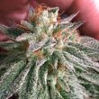 grape-smash-weed-seed-dark-horse-genetics