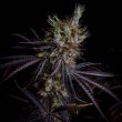 grape-smash-weed-seed-dark-horse-genetics