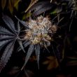 grape-smash-weed-seed-dark-horse-genetics