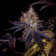 grape-smash-weed-seed-dark-horse-genetics