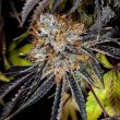 grape-smash-weed-seed-dark-horse-genetics