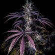 Grape Smash Regular Cannabis Seeds by Dark Horse Genetics