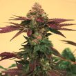 grateful-seeds-cannabis-strain-melted-rainbow-2