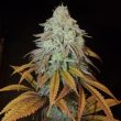 RM Confidential Female Cannabis Seeds by Grateful Seeds