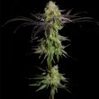 Tha Gelee Female Weed Seeds by Grateful Seeds