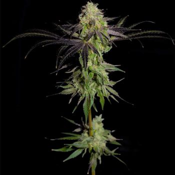 Tha Gelee Female Weed Seeds by Grateful Seeds
