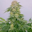 grateful-seeds-tropical-rain-feminised-cannabis-seeds