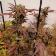 grateful-seeds-z-head-female-weed-seeds-by-grateful-seeds