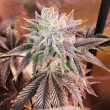 grateful-seeds-z-head-female-weed-seeds-by-grateful-seeds