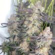 greasy-grapes-regular-weed-seeds-fidels-seeds-co