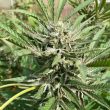 green-river-weed-seed-pakalolo-seeds