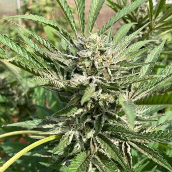 Rainbow Road Female Cannabis Seeds by Paradise Seeds