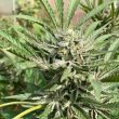 green-river-weed-seed-pakalolo-seeds