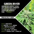 green-river-weed-seed-pakalolo-seeds